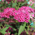 Tavoľník japonský (Spiraea japonica) ´ANTHONY WATERER´ - výška 10-20 cm ⌀ 10-20 cm, kont. C2L